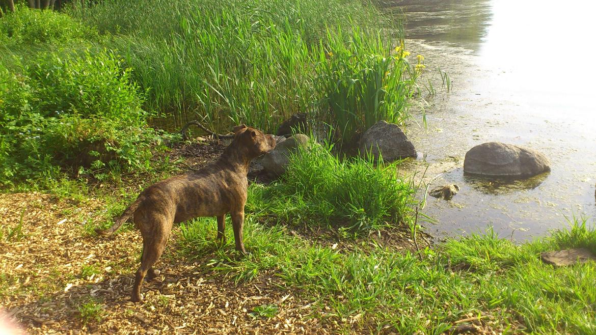 Amerikansk staffordshire terrier Keisha billede 10