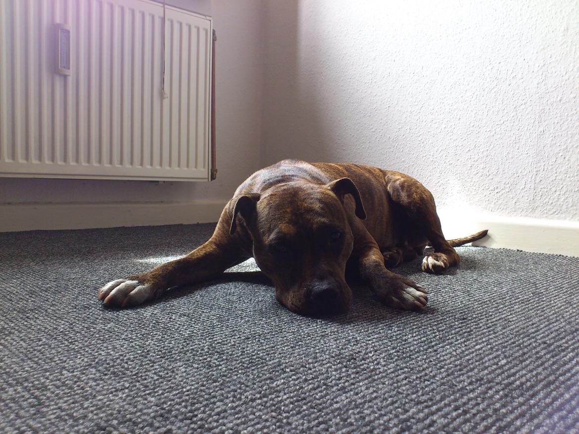 Amerikansk staffordshire terrier Keisha billede 11