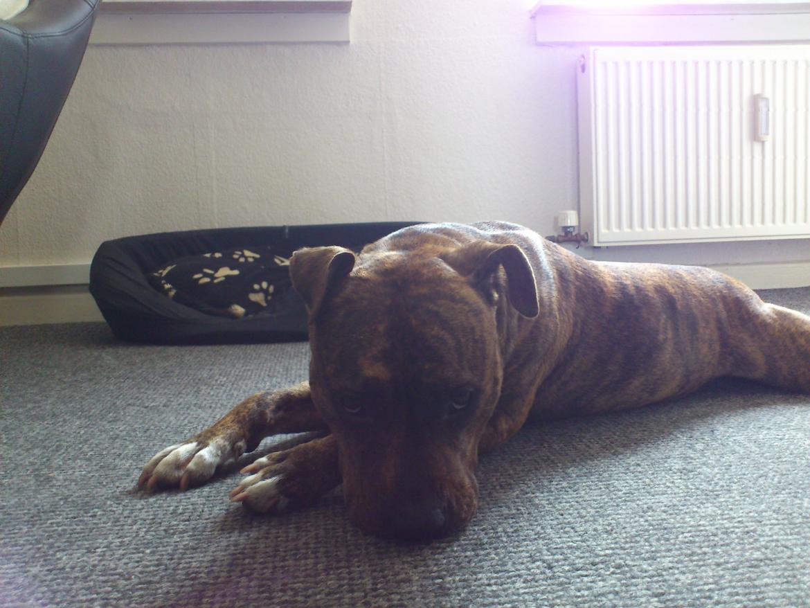 Amerikansk staffordshire terrier Keisha billede 12