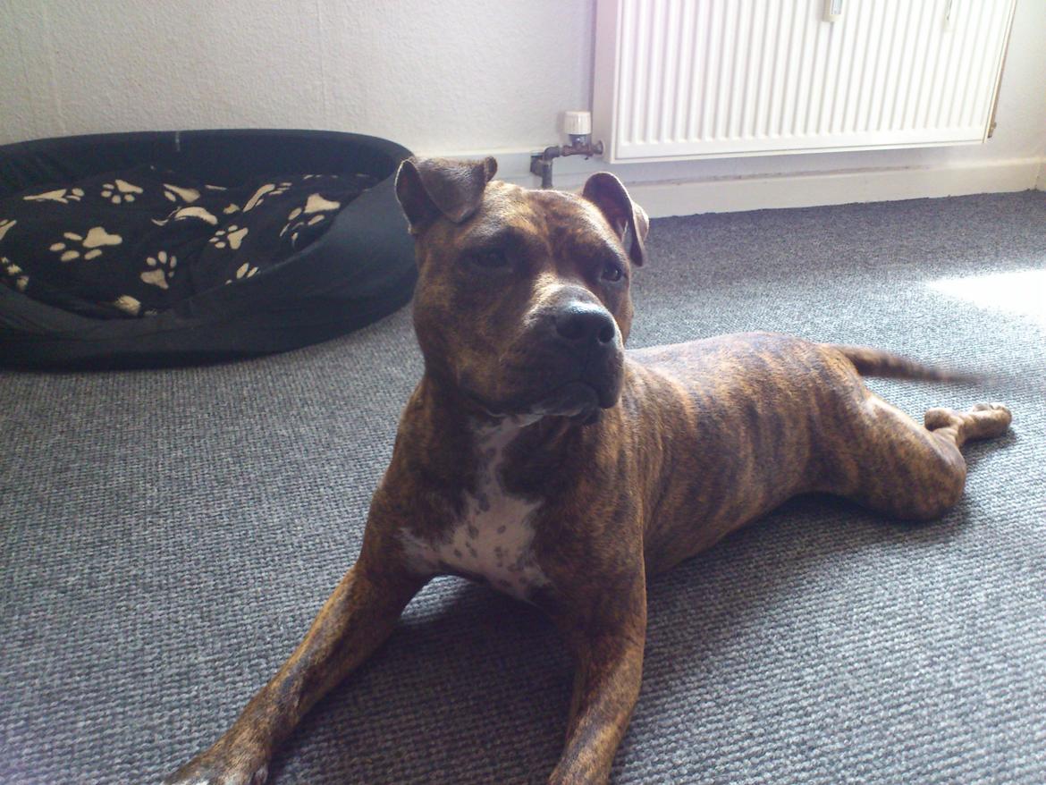 Amerikansk staffordshire terrier Keisha billede 13