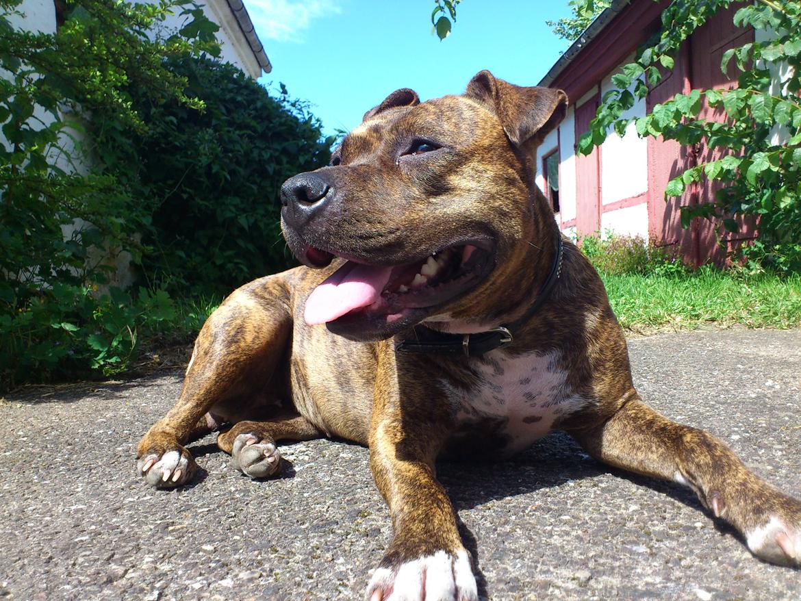 Amerikansk staffordshire terrier Keisha billede 14