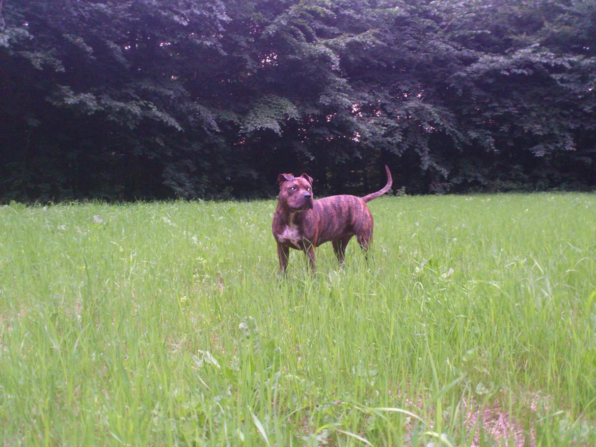 Amerikansk staffordshire terrier Keisha billede 15