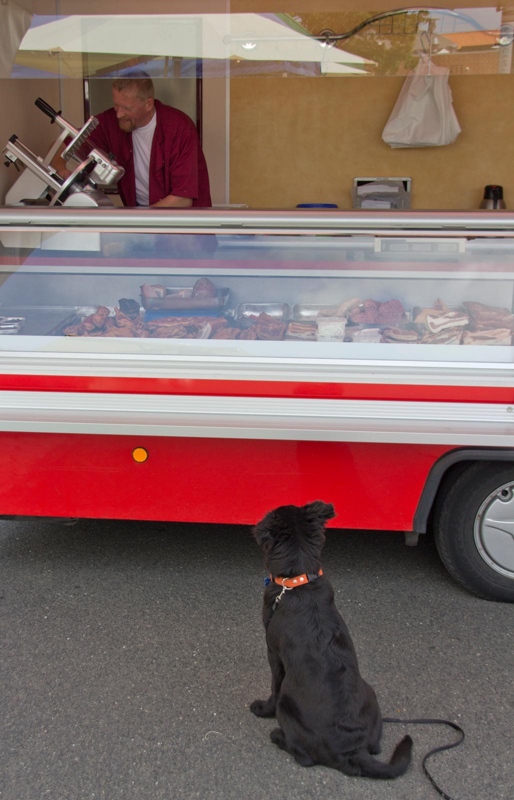 Blanding af racer Alfred - 4 mdr. "handler" hos torveslagteren billede 3