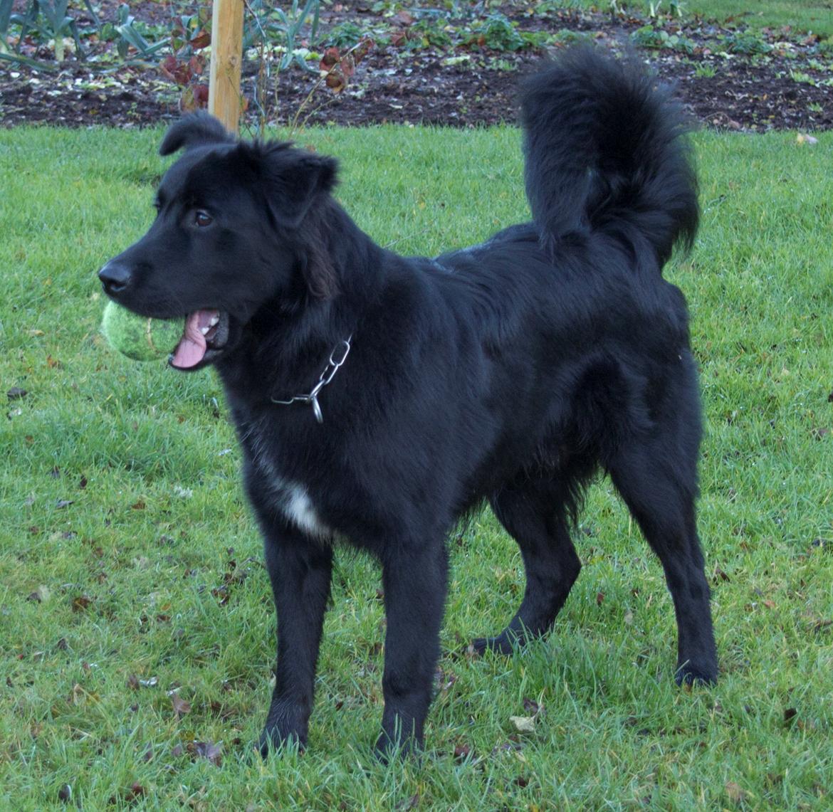 Blanding af racer Alfred - 7 mdr. leg i haven billede 6
