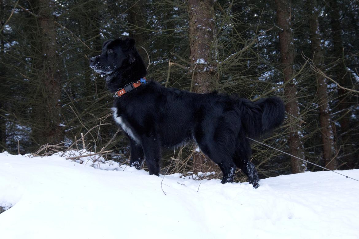 Blanding af racer Alfred - 10 mdr. vor daglige skovtur billede 8