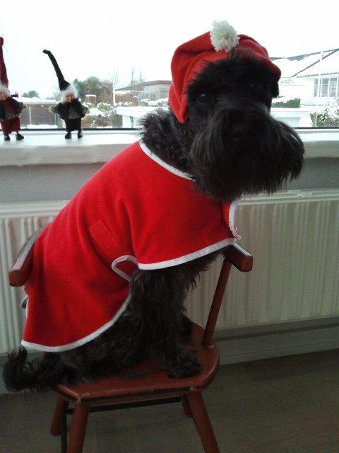 Dvaergschnauzer Eddie - Eddie klædt ud som nisse (Julen 2012) billede 5