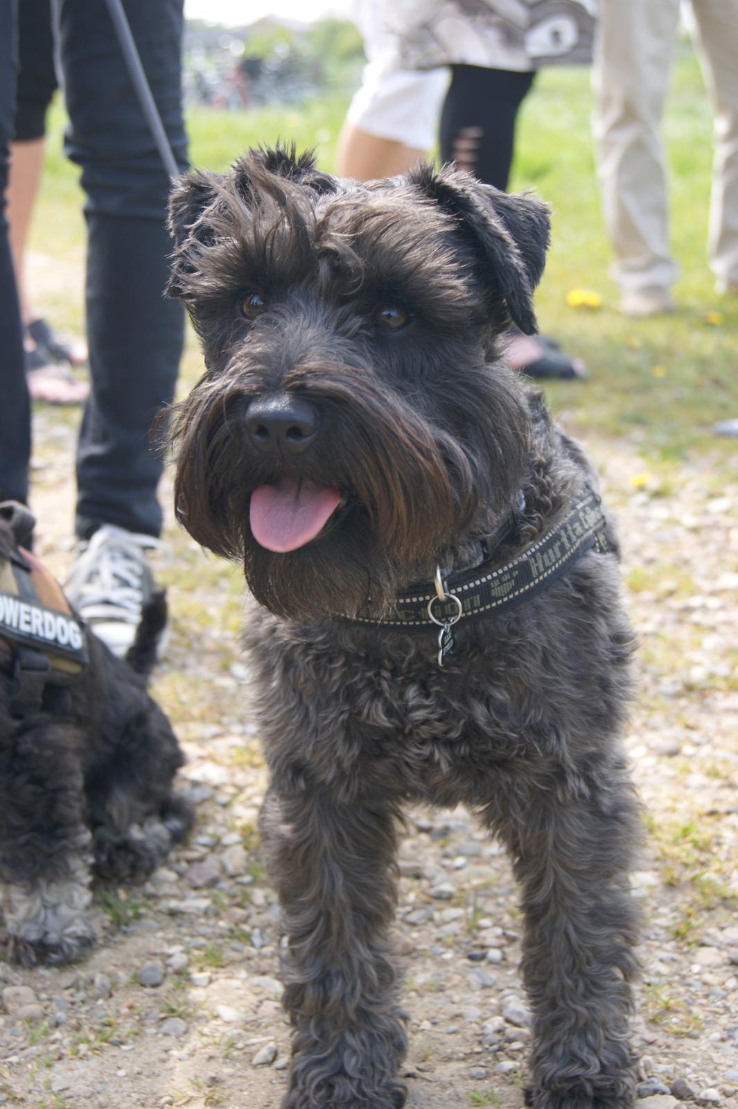 Dvaergschnauzer Eddie - Eddie på tur billede 6