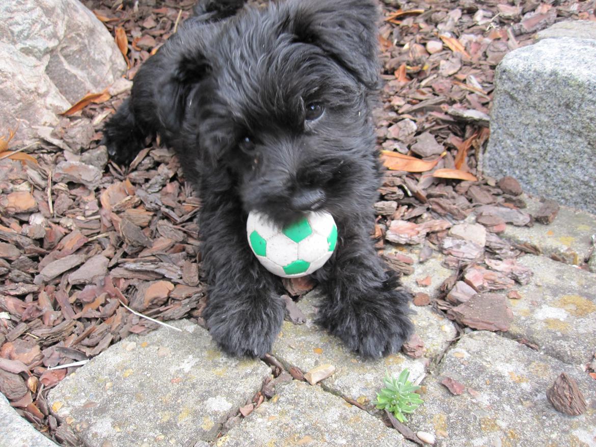 Dvaergschnauzer Eddie - Eddie som hvalp. ca. 9 uger gammel billede 9