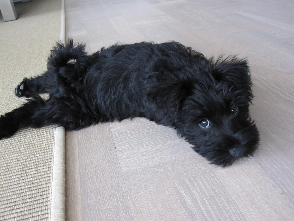 Dvaergschnauzer Eddie - Eddie som hvalp. Ca. 11 uger gammel. billede 10