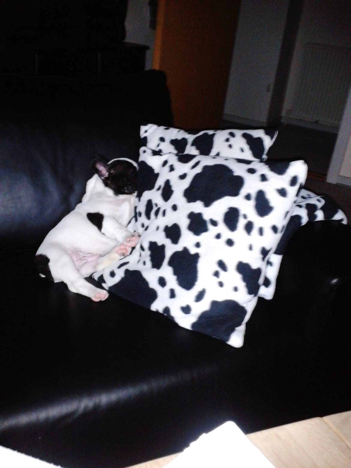 Fransk bulldog Milo billede 11