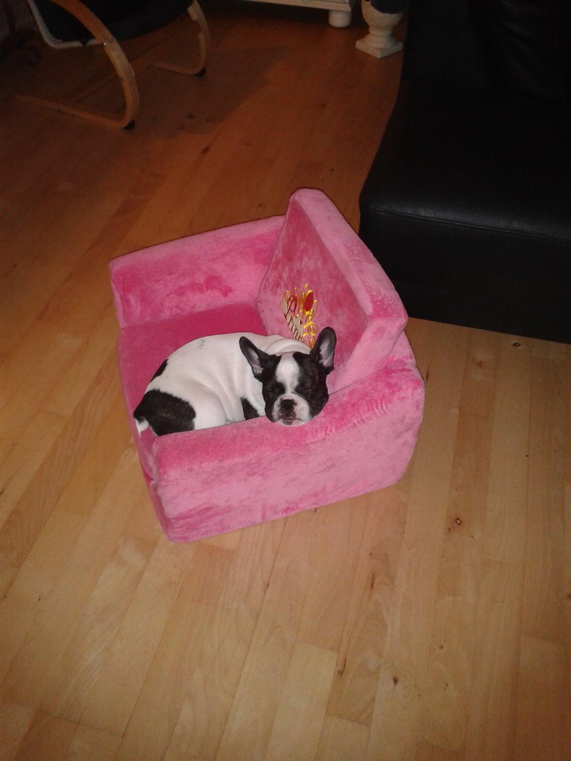 Fransk bulldog Milo billede 12