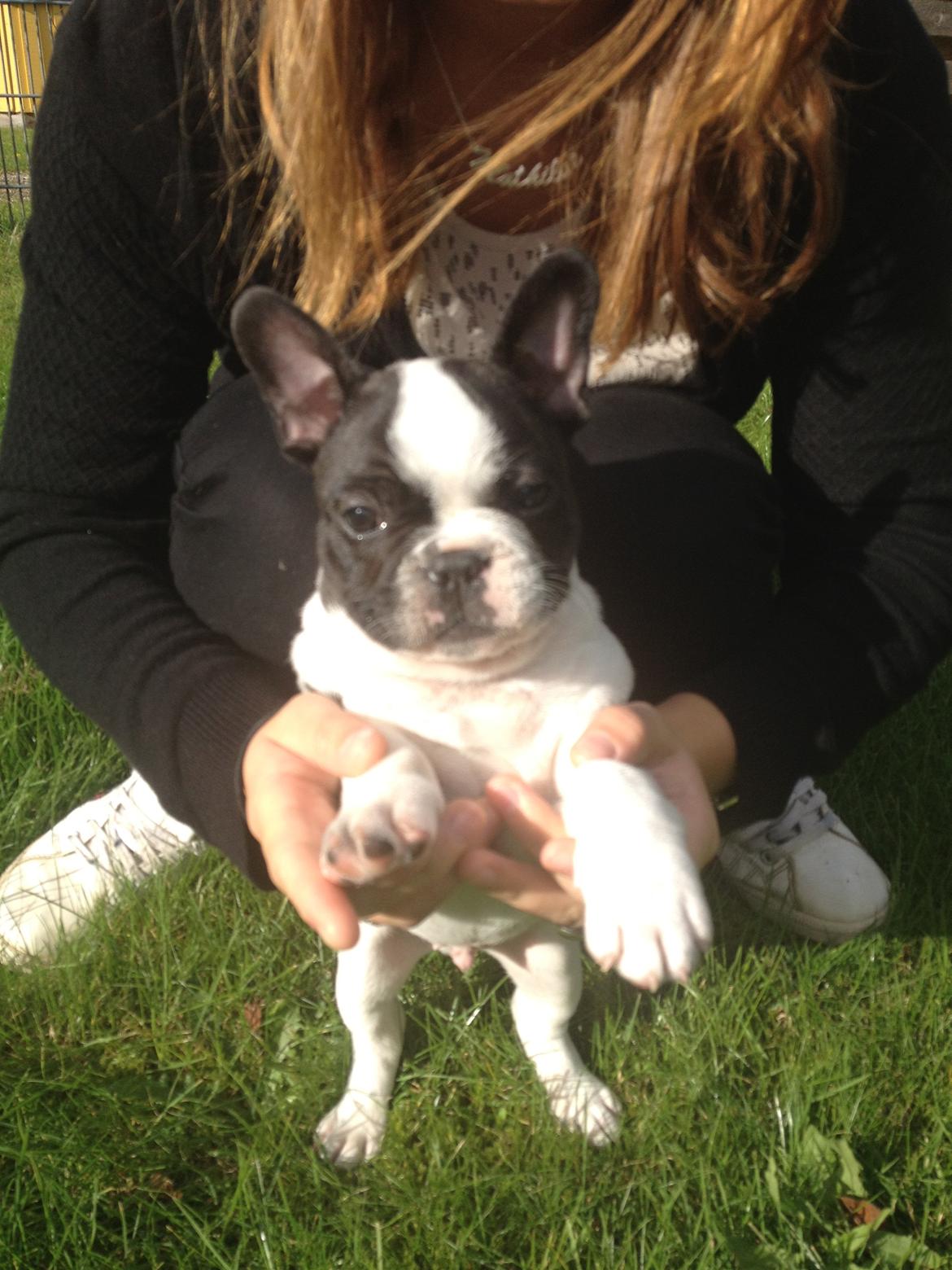 Fransk bulldog Milo billede 13