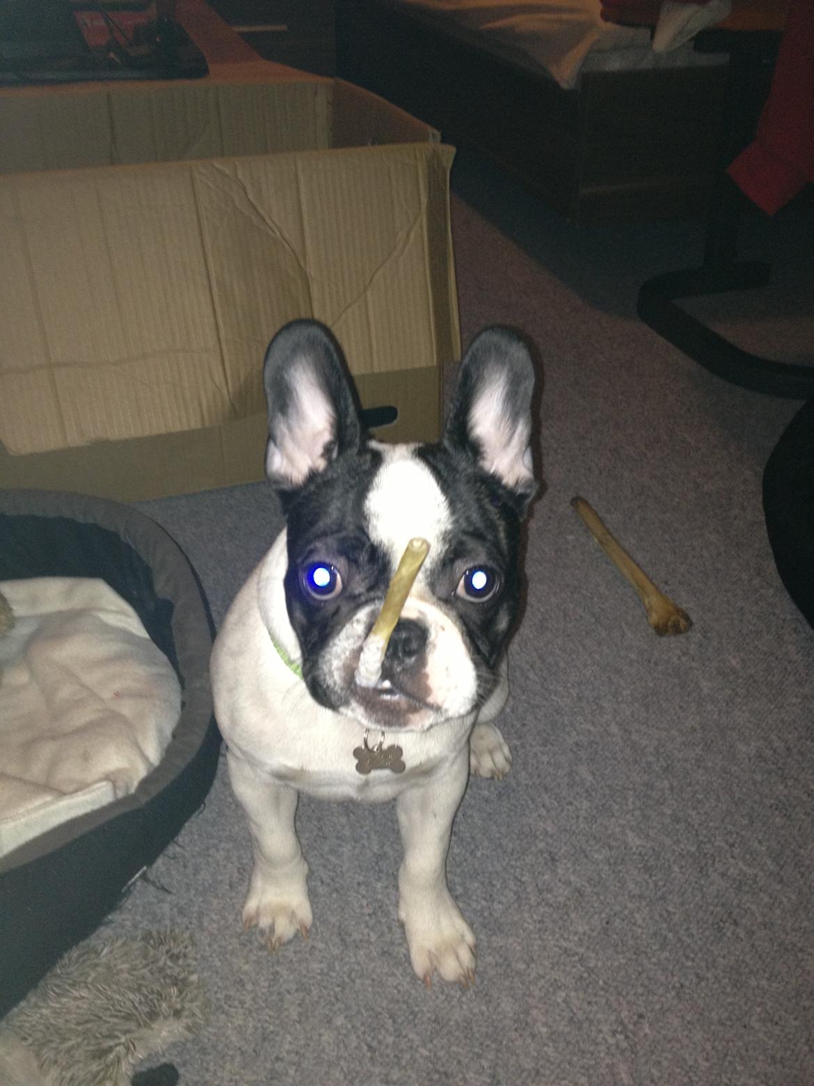 Fransk bulldog Milo billede 4