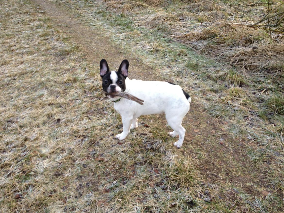 Fransk bulldog Milo billede 1