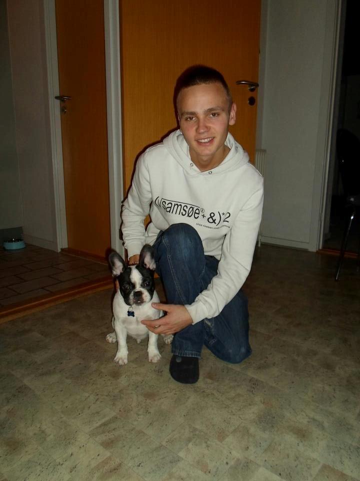 Fransk bulldog Milo billede 15