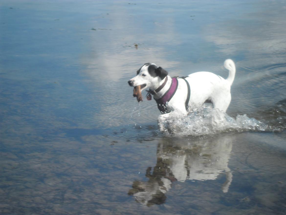 Dansk svensk gaardhund Sniffer [Bedste ven] - I sommerhuset, i fjorden, sommer 2012 billede 29