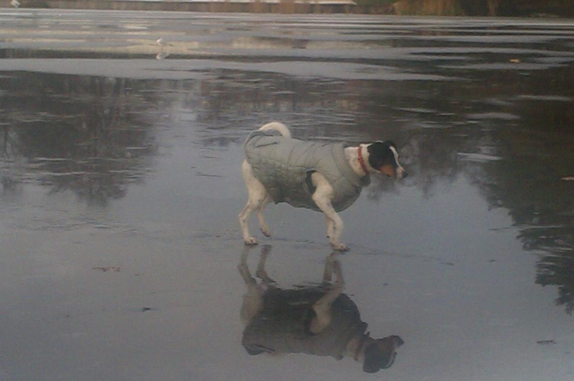 Dansk svensk gaardhund Sniffer [Bedste ven] - Sniffer på isen, der IKKE må betrædes. Hun gik igennem :O Så jeg måtte ud efter hende xD Vi var dejligt våde, da vi kom hjem :P
Jul 2012 billede 20