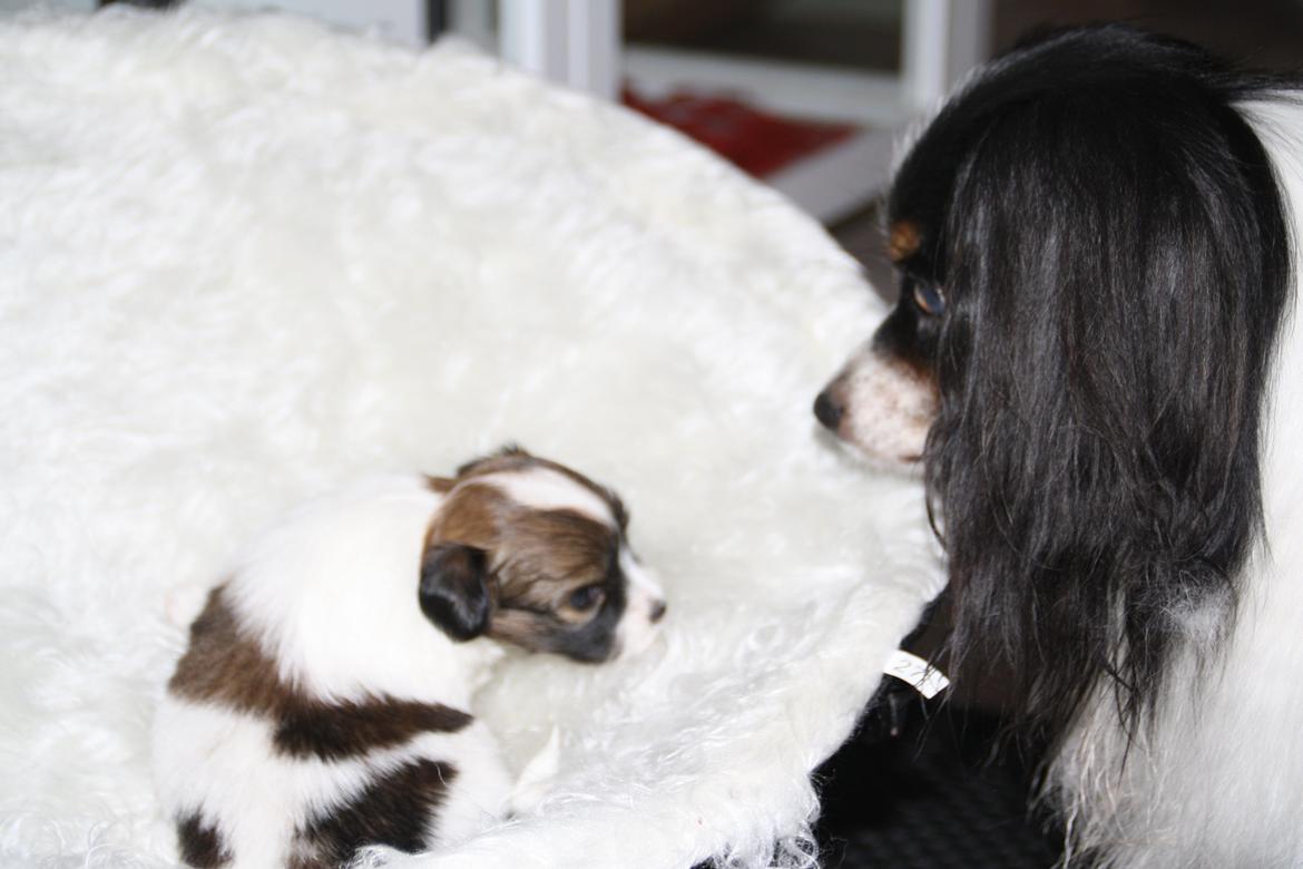 Phalene Frk. Friis' Ofelia billede 5