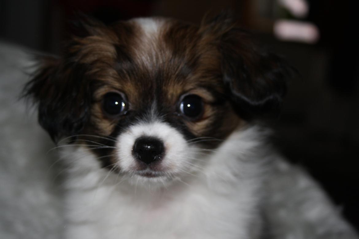 Phalene Frk. Friis' Ofelia billede 6