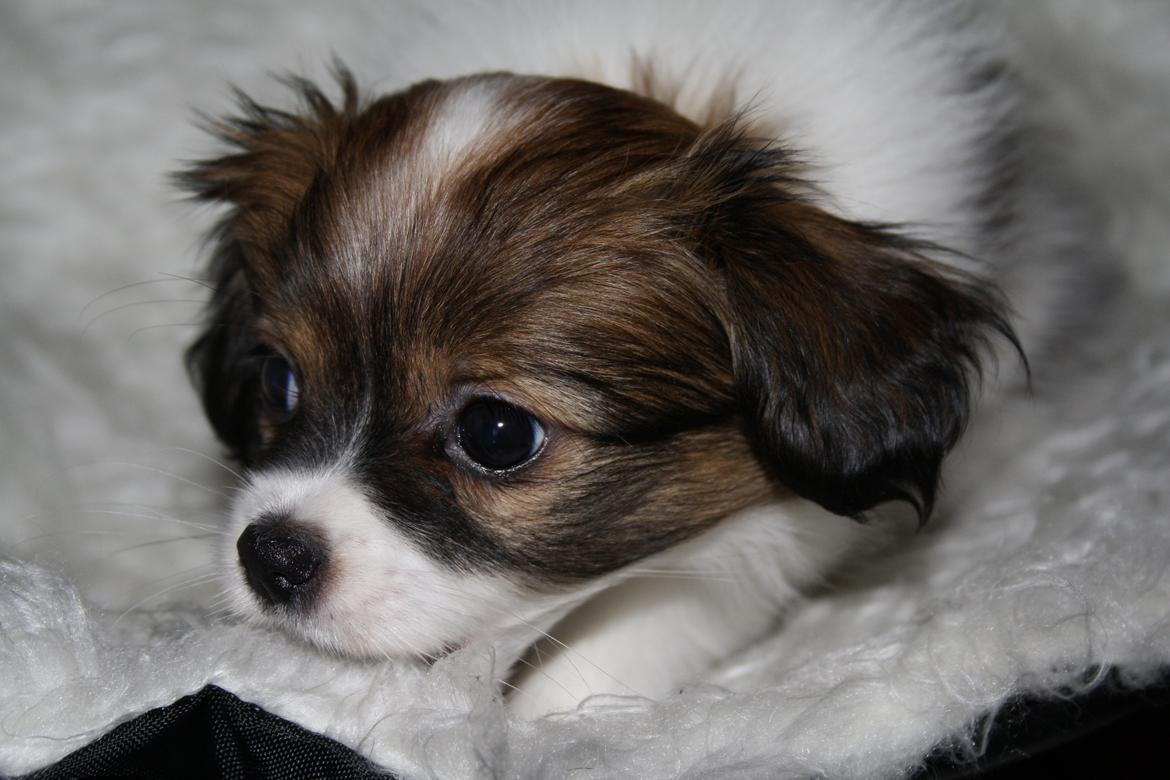 Phalene Frk. Friis' Ofelia billede 7