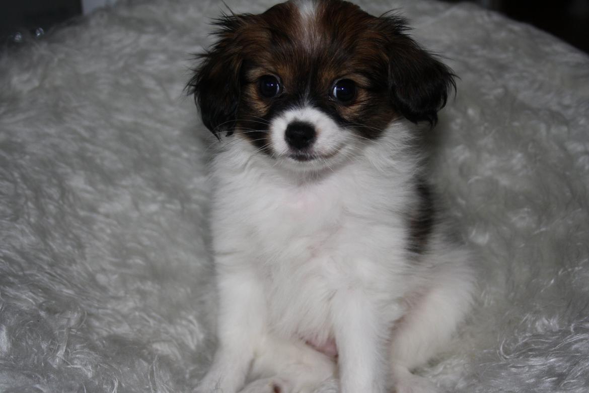 Phalene Frk. Friis' Ofelia billede 8