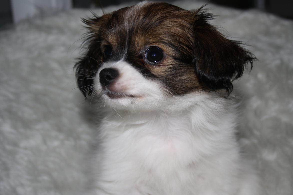 Phalene Frk. Friis' Ofelia billede 1