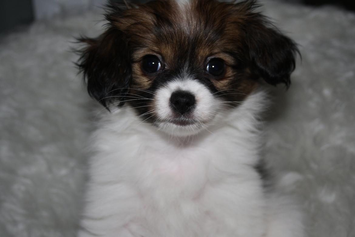 Phalene Frk. Friis' Ofelia billede 9