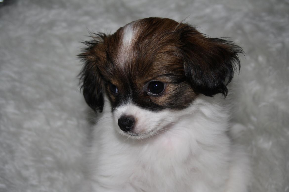 Phalene Frk. Friis' Ofelia billede 10