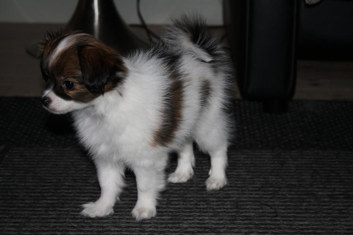 Phalene Frk. Friis' Ofelia billede 11