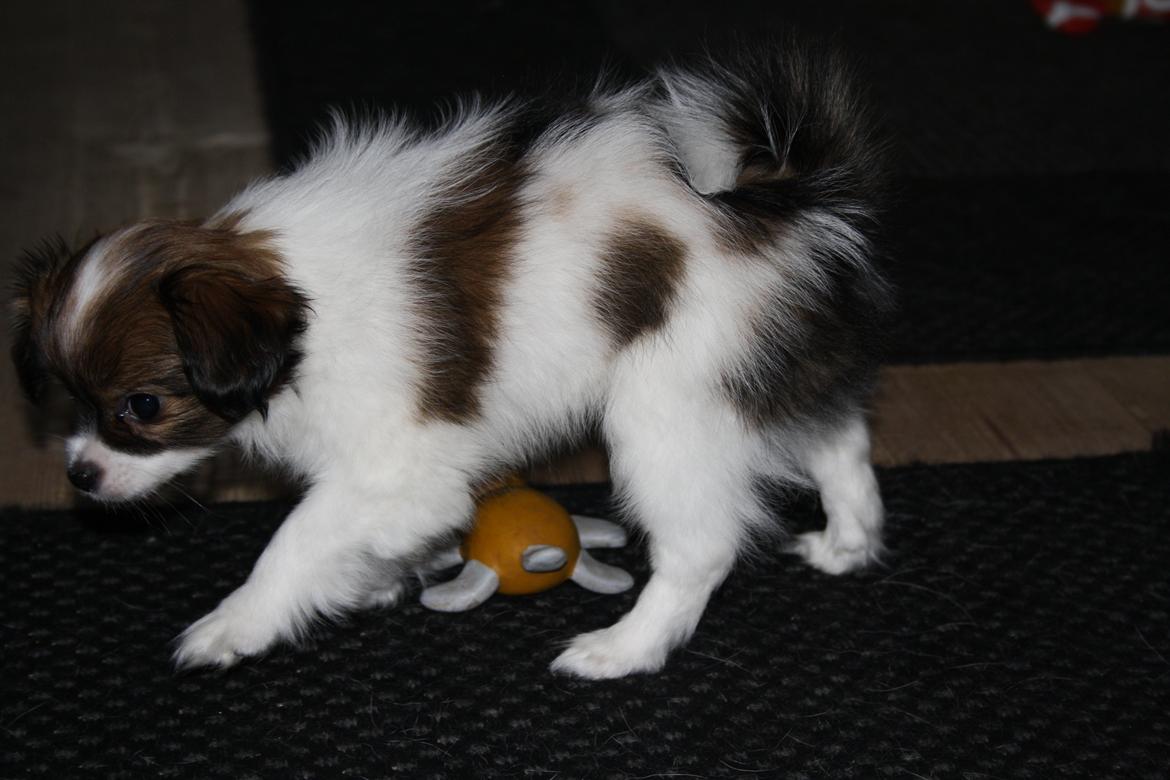 Phalene Frk. Friis' Ofelia billede 12