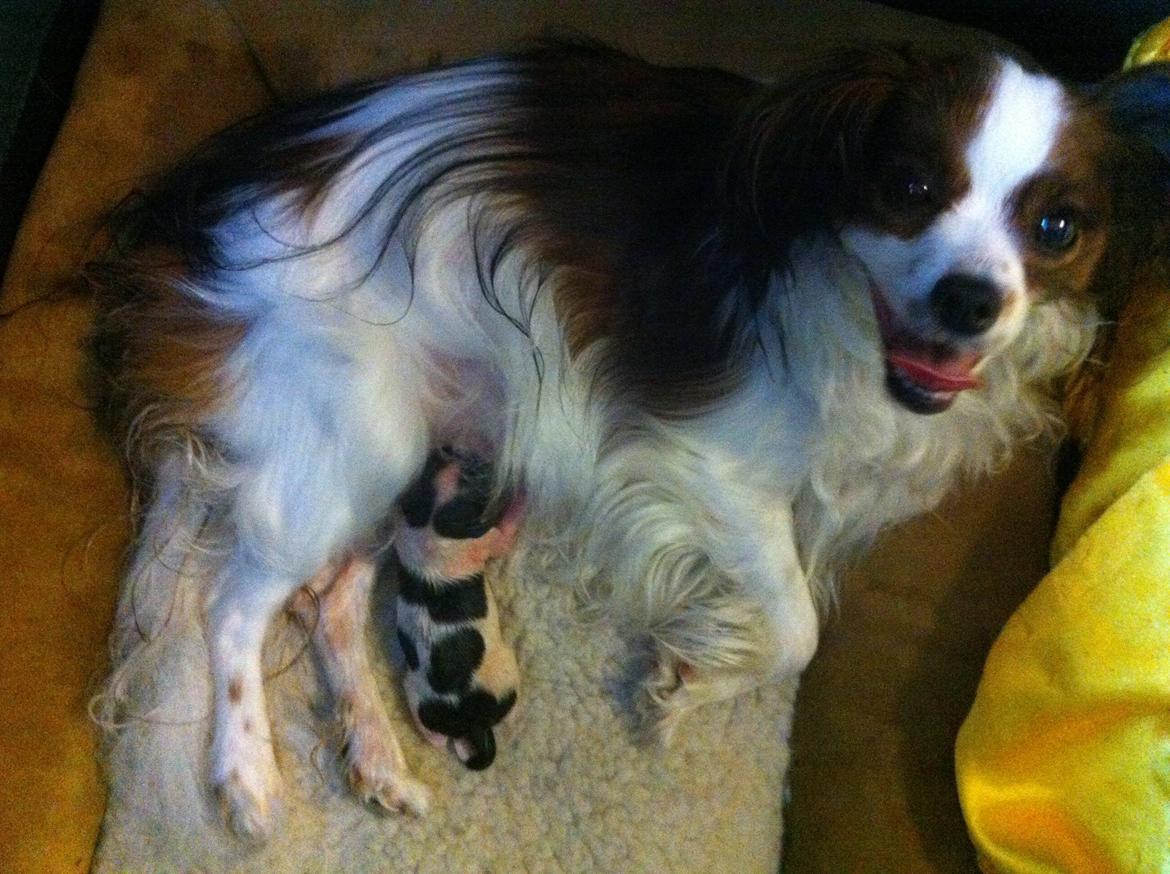 Phalene Frk. Friis' Ofelia billede 2