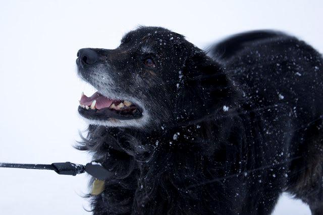 Blanding af racer Balto - Balto 10. december 2012 - Vallensbæk. Foto: Sarah Olsen  billede 23