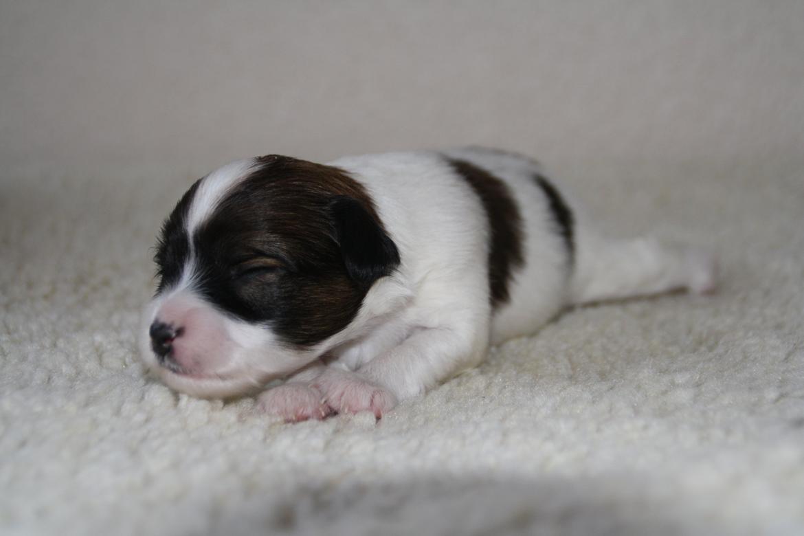 Phalene Frk. Friis' Ofelia billede 3