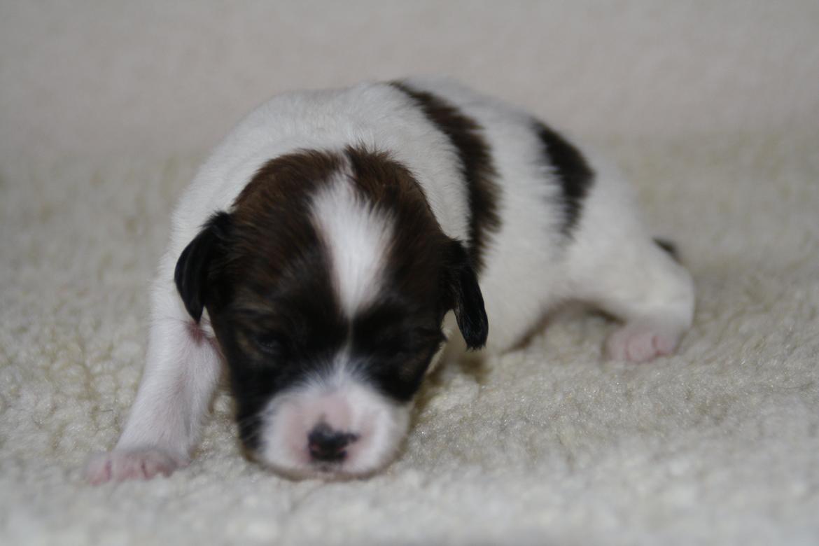 Phalene Frk. Friis' Ofelia billede 4