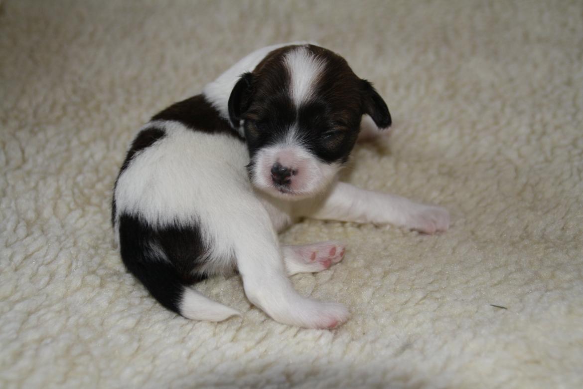 Phalene Frk. Friis' Ofelia billede 13