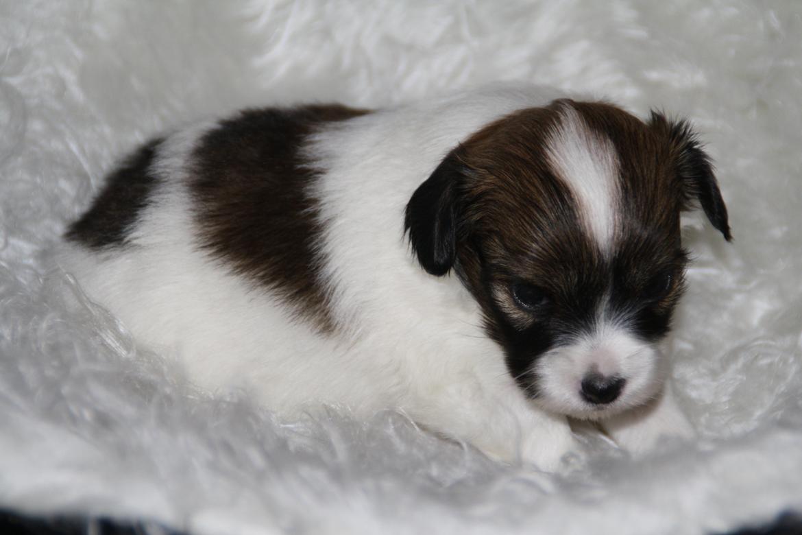 Phalene Frk. Friis' Ofelia billede 14