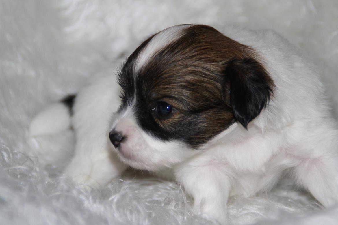 Phalene Frk. Friis' Ofelia billede 15