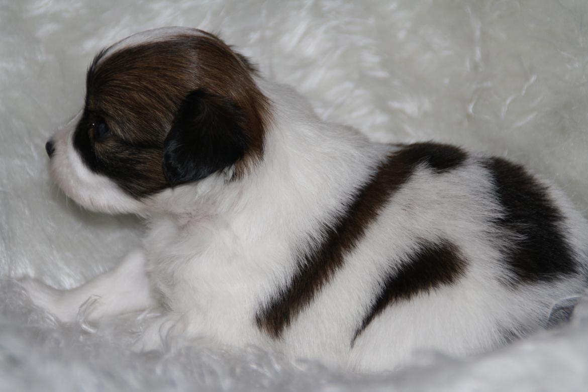 Phalene Frk. Friis' Ofelia billede 16