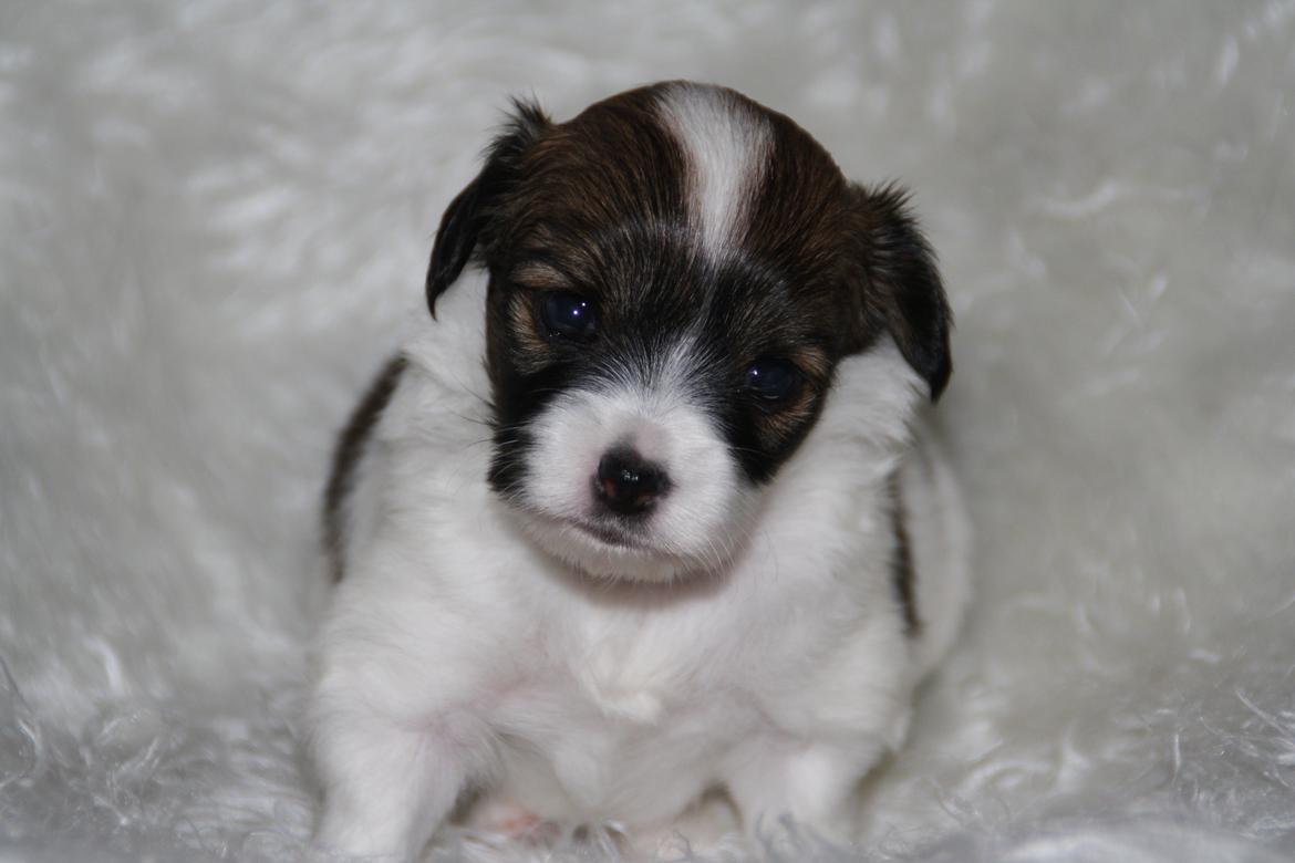 Phalene Frk. Friis' Ofelia billede 17