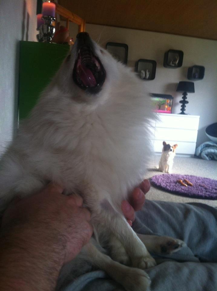 Blanding af racer Amaiya <3 Himmelhund <3 billede 8