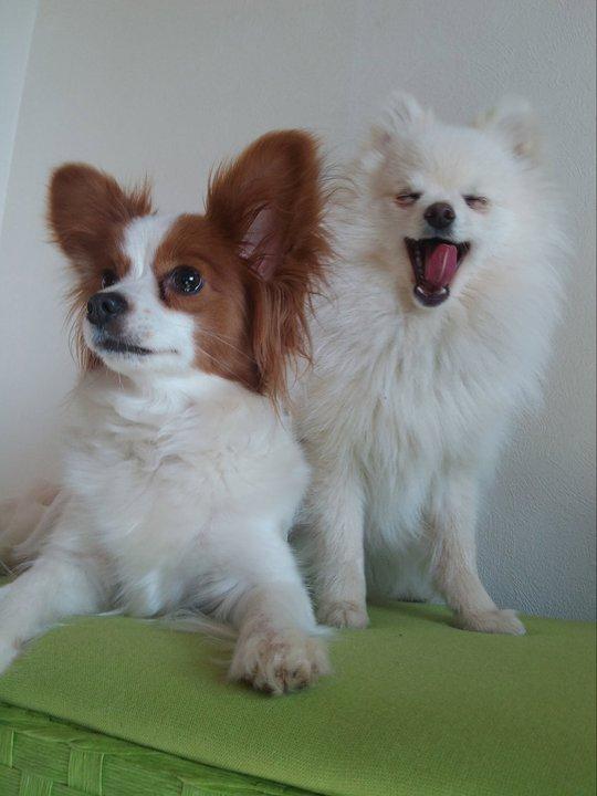 Blanding af racer Amaiya <3 Himmelhund <3 billede 9