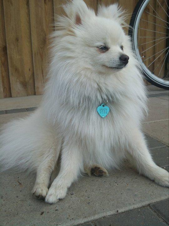 Blanding af racer Amaiya <3 Himmelhund <3 billede 10