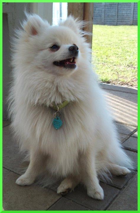 Blanding af racer Amaiya <3 Himmelhund <3 billede 11