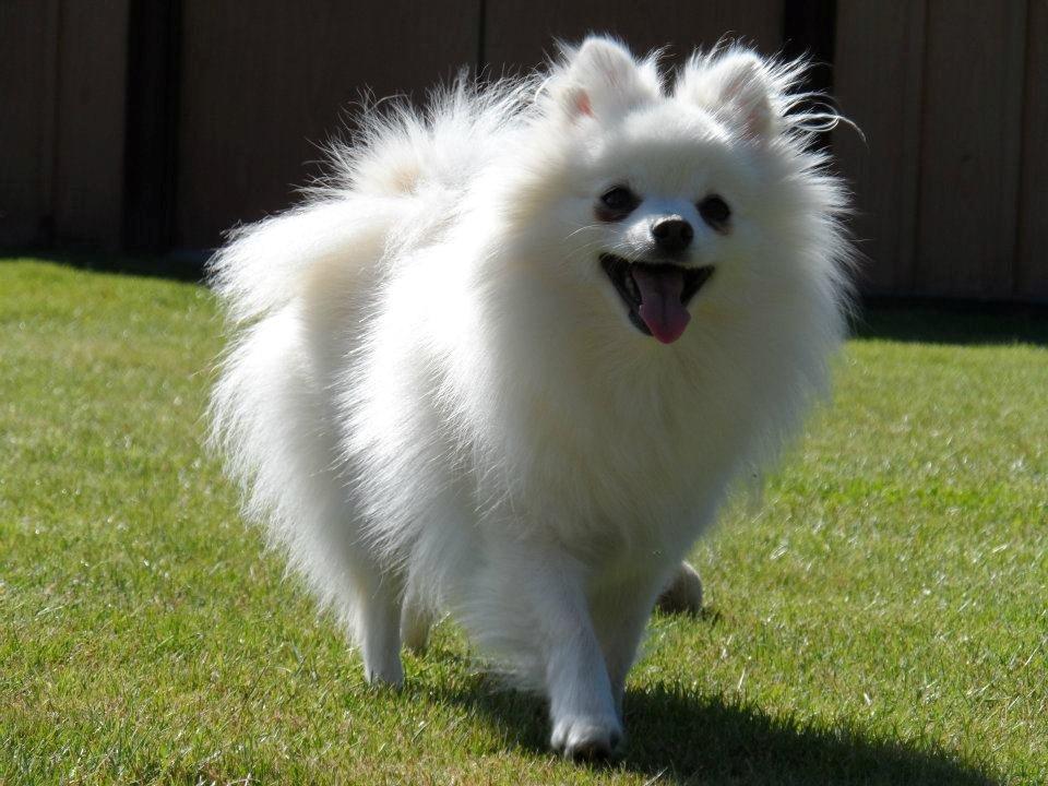 Blanding af racer Amaiya <3 Himmelhund <3 billede 12