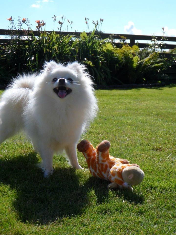 Blanding af racer Amaiya <3 Himmelhund <3 billede 14