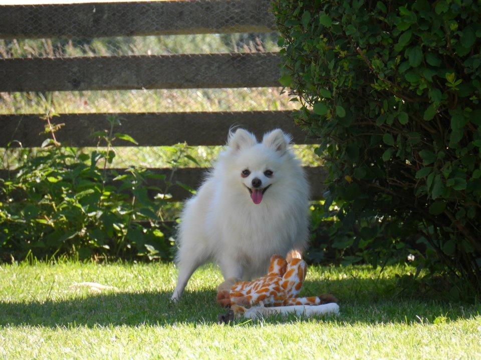 Blanding af racer Amaiya <3 Himmelhund <3 billede 15