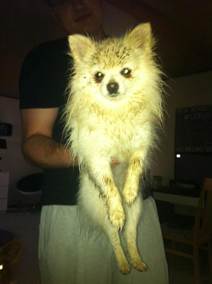 Blanding af racer Amaiya <3 Himmelhund <3 billede 16