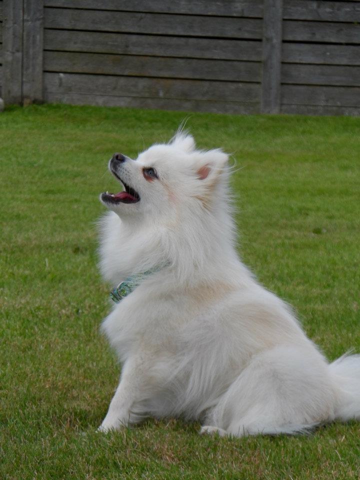 Blanding af racer Amaiya <3 Himmelhund <3 billede 19