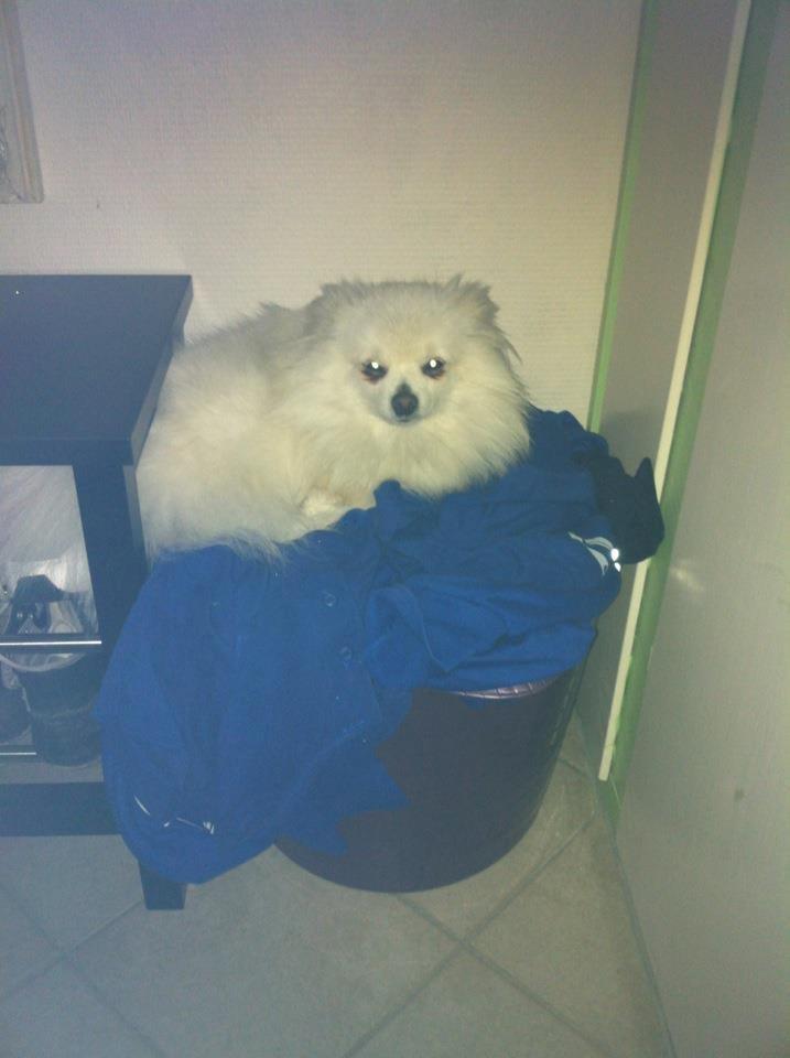 Blanding af racer Amaiya <3 Himmelhund <3 billede 20