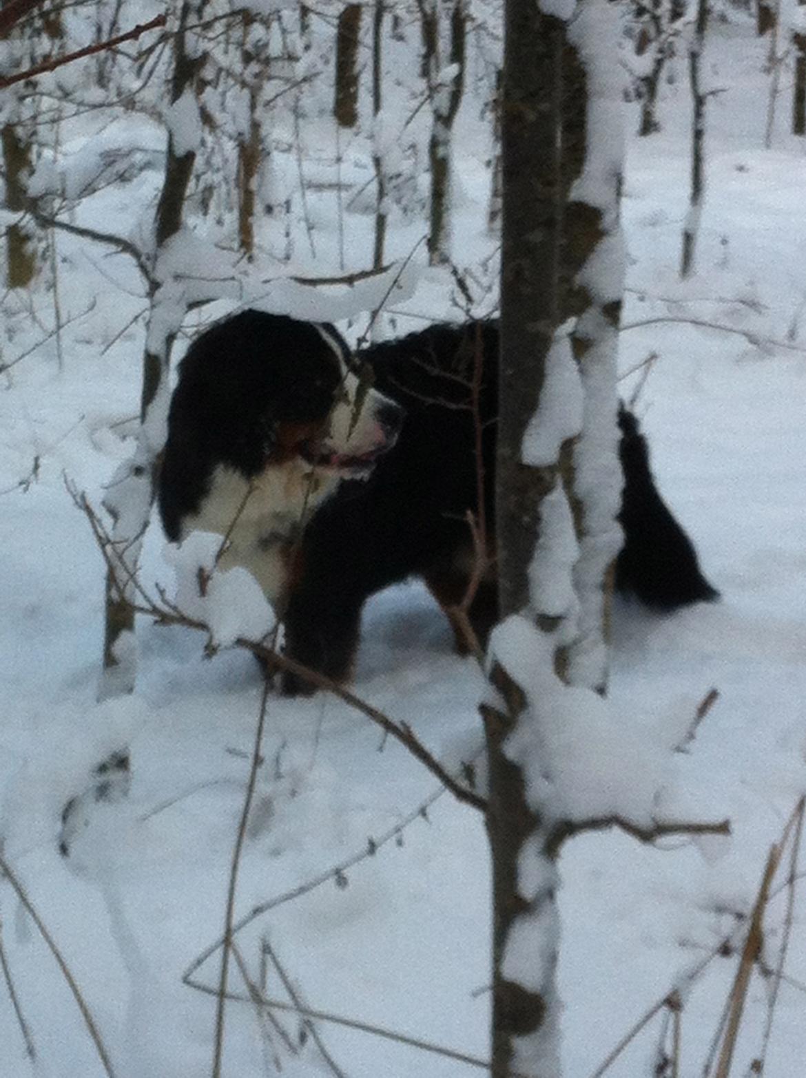 Berner sennenhund Conrad billede 9